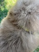 Ana, a female Chow Chow for sale in Panama City, FL – Photo 4 of 4