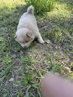 Ana, a female Chow Chow for sale in Panama City, FL – Photo 2 of 4