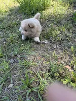 Ana, a female Chow Chow for sale in Panama City, FL – Photo 3 of 4