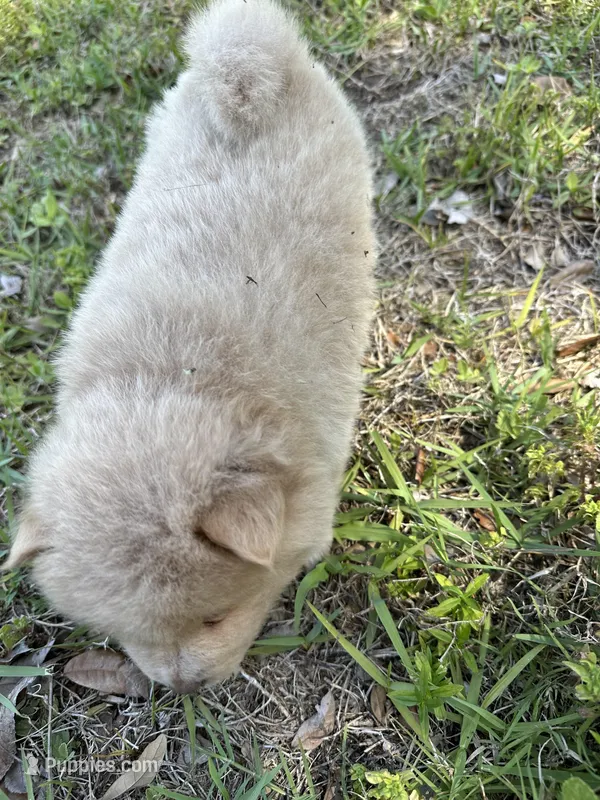 Ana – Chow Chow puppy for sale in Panama City, FL