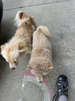 Due October tenth, a  Chow Chow for sale in Panama City, FL – 5 of 10