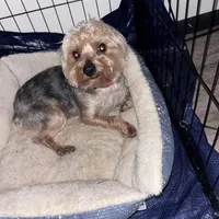 Beast, a male Yorkshire Terrier for sale in Dayton, OH – Photo 2 of 2