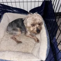 Beast, a male Yorkshire Terrier for sale in Dayton, OH – Photo 1 of 2