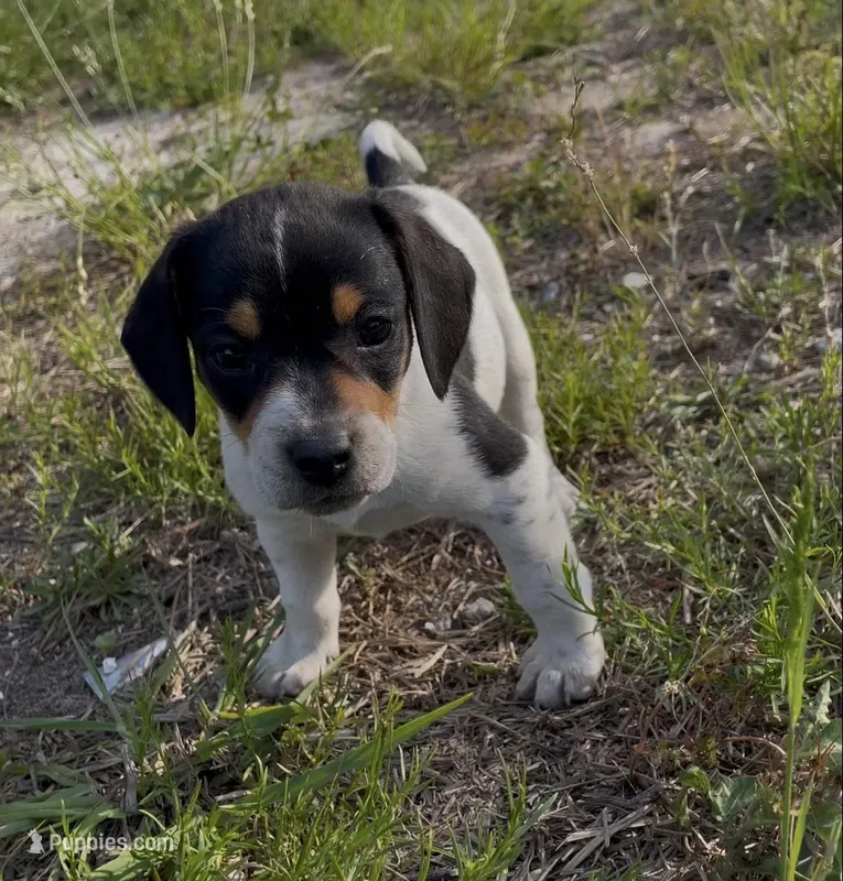 Puppy 4 – Beagle puppy for sale in Springfield, GA