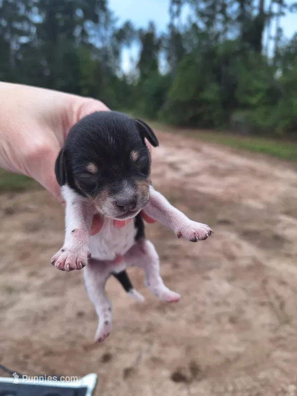 Puppy 3 - Male – Beagle puppy for sale in Springfield, GA