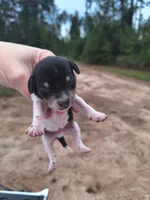 Puppy 3 - Male, a male Beagle for sale in Springfield, GA – 1 of 3