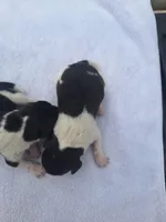 Puppy 5 - Female, a female Beagle for sale in Springfield, GA – 2 of 3