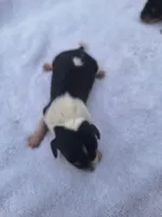 Puppy 1 - Male, a male Beagle for sale in Springfield, GA – 2 of 3