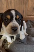 Puppy 3, a male Beagle for sale in Springfield, GA – 1 of 1