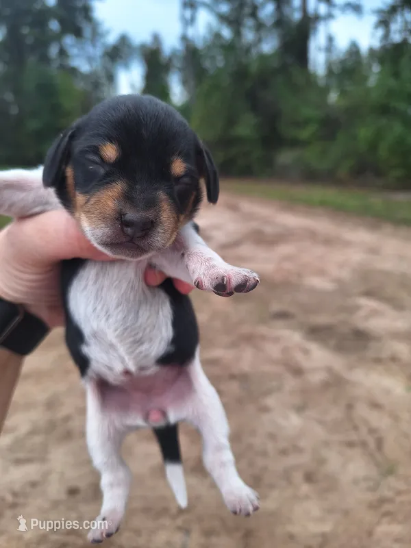 Puppy 4 - Female  – Beagle puppy for sale in Springfield, GA
