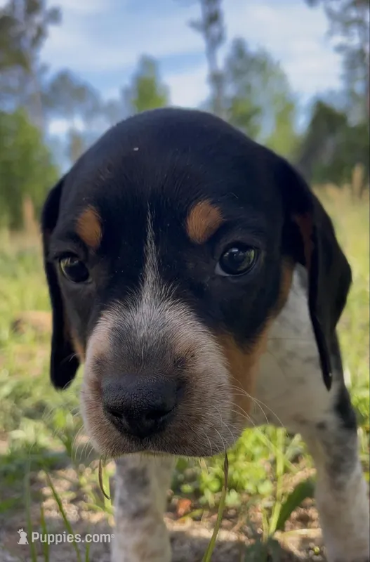 Puppy 1 – Beagle puppy for sale in Springfield, GA