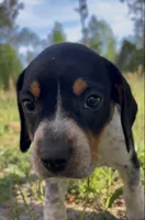 Puppy 1, a male Beagle for sale in Springfield, GA – 1 of 1