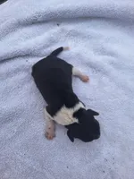Puppy 2 - Male, a male Beagle for sale in Springfield, GA – 2 of 3