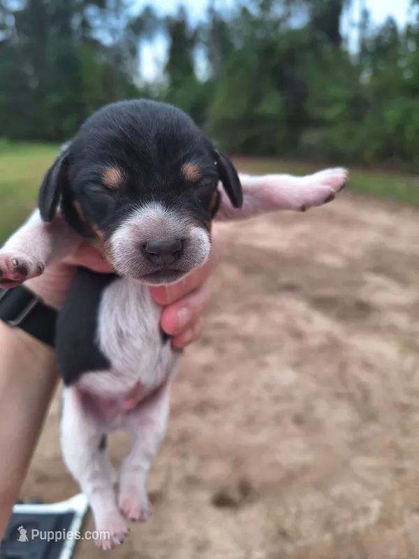 Puppy 1 - Male – Beagle puppy for sale in Springfield, GA