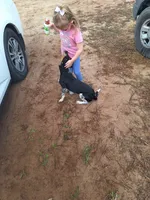Popcorn "Princess Poppi", a female Beagle for sale in Springfield, GA – 2 of 3