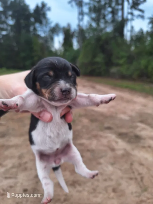 Puppy 5 - Female – Beagle puppy for sale in Springfield, GA