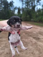Puppy 5 - Female, a female Beagle for sale in Springfield, GA – 1 of 3