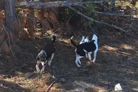 Puppy 4 - Female , a female Beagle for sale in Springfield, GA – 3 of 3
