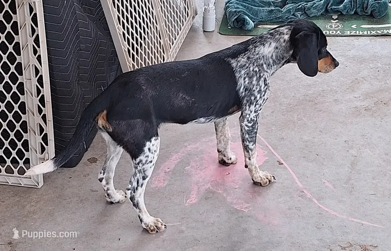 Popcorn "Princess Poppi" – Beagle puppy for sale in Springfield, GA
