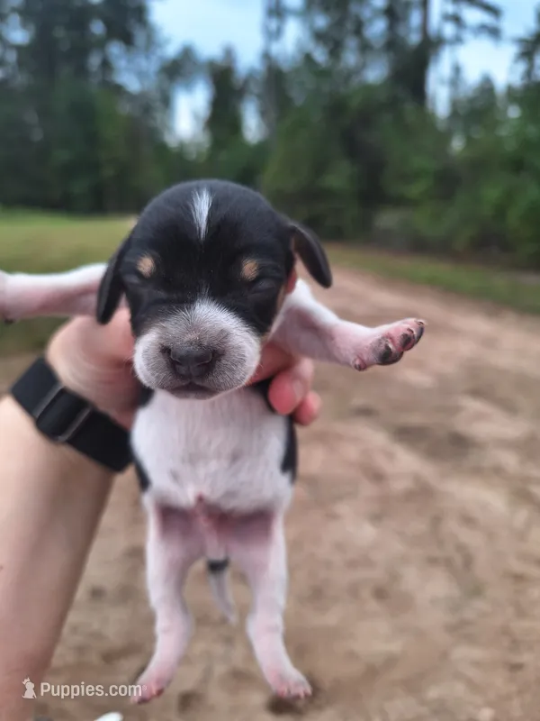 Puppy 2 - Male – Beagle puppy for sale in Springfield, GA
