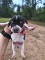 Puppy 2 - Male, a male Beagle for sale in Springfield, GA – 1 of 3
