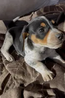 Puppy 2, a male Beagle for sale in Springfield, GA – 1 of 1