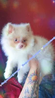 Lavender Merle, a male Pomeranian for sale in Albany, OR – 9 of 9