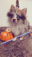 S'more, a female Pomeranian for sale in Albany, OR – 3 of 6