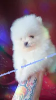 Luxe, a male Pomeranian for sale in Albany, OR – 8 of 8