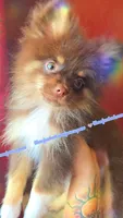 Chocolate and Tan, a male Pomeranian for sale in Albany, OR – 4 of 6