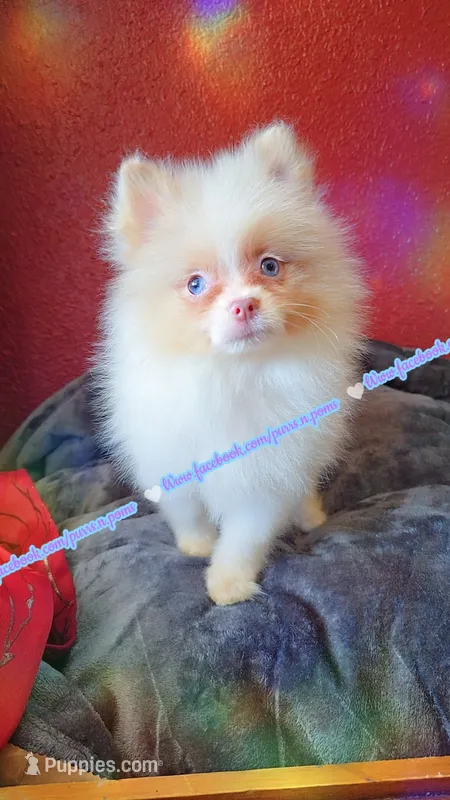 Lavender Merle – Pomeranian puppy for sale in Albany, OR