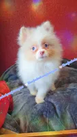 Lavender Merle, a male Pomeranian for sale in Albany, OR – 2 of 9