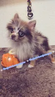 S'more, a female Pomeranian for sale in Albany, OR – 2 of 6