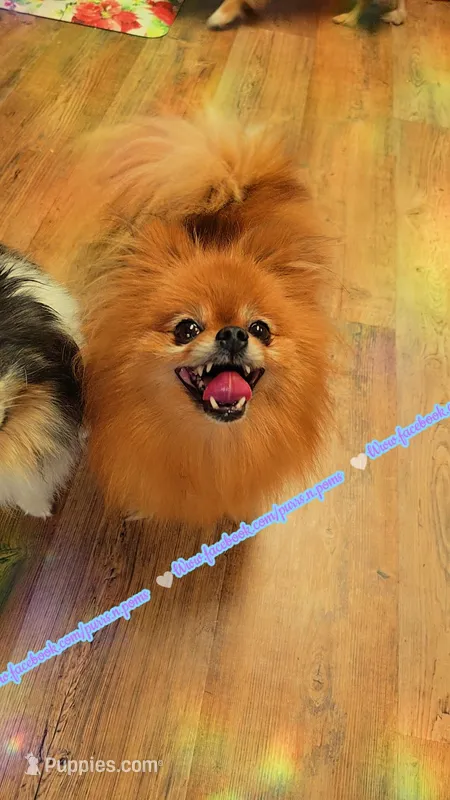 Kiwi 🥝 – Pomeranian puppy for sale in Albany, OR