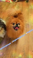 Kiwi 🥝, a female Pomeranian for sale in Albany, OR – 1 of 4