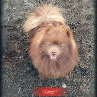 Grizz , a male Pomeranian for sale in Albany, OR – Photo 6 of 6