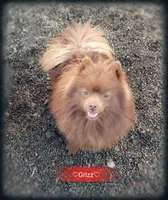 Grizz , a male Pomeranian for sale in Albany, OR – Photo 4 of 5