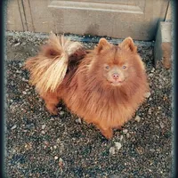 Grizz , a male Pomeranian for sale in Albany, OR – Photo 4 of 6
