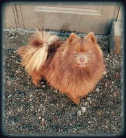 Grizz , a male Pomeranian for sale in Albany, OR – Photo 2 of 5