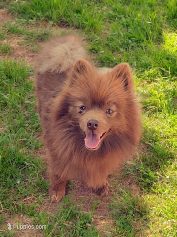 Grizz , a male Pomeranian for sale in Albany, OR – Photo 1 of 6