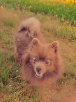 Grizz , a male Pomeranian for sale in Albany, OR – Photo 3 of 6