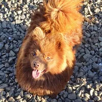 Grizz , a male Pomeranian for sale in Albany, OR – Photo 5 of 6