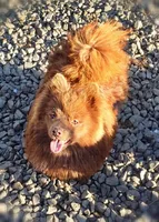 Grizz , a male Pomeranian for sale in Albany, OR – Photo 3 of 5