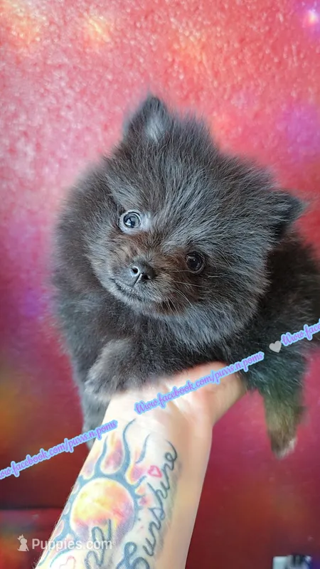 Baby Blue – Pomeranian puppy for sale in Albany, OR