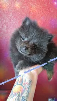 Baby Blue, a female Pomeranian for sale in Albany, OR – 1 of 1