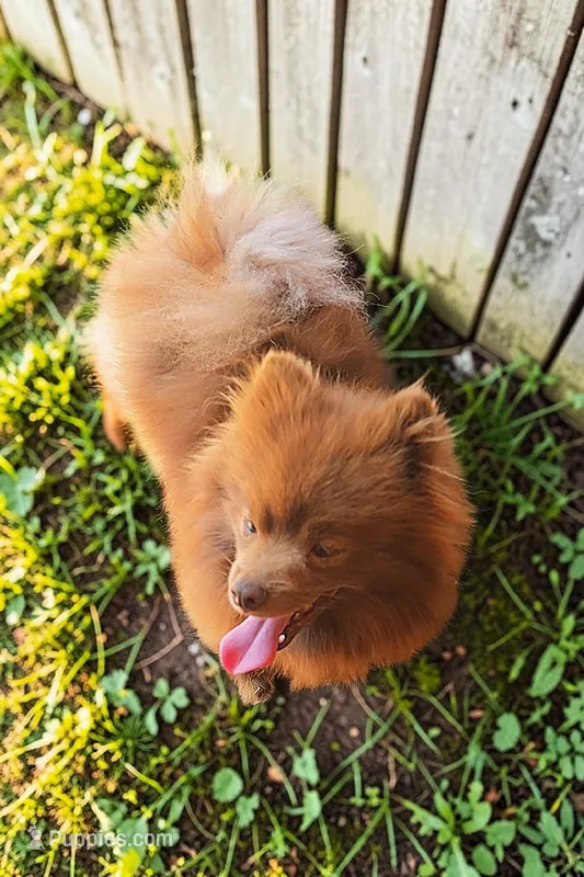 Grizz  – Pomeranian puppy for sale in Albany, OR