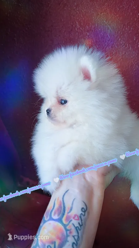 Luxe – Pomeranian puppy for sale in Albany, OR