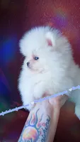 Luxe - AKC Champion Imported Bloodlines, a male Pomeranian for sale in Albany, OR – 2 of 10