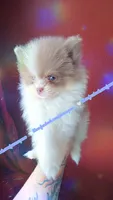 Lavender Tri , a male Pomeranian for sale in Albany, OR – 3 of 4