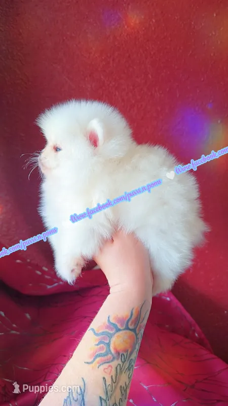Luxe – Pomeranian puppy for sale in Albany, OR